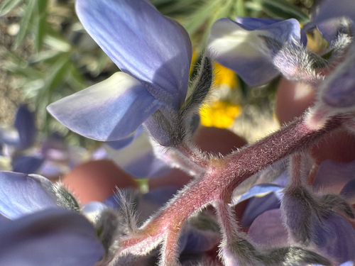 Lupinus lepidus (Dwarf Lupine) (alternate view 3)