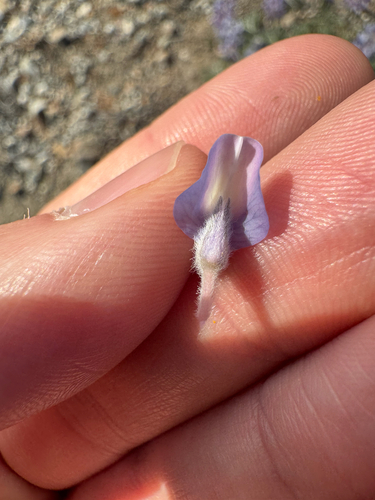 Lupinus lepidus (Dwarf Lupine) (alternate view 5)