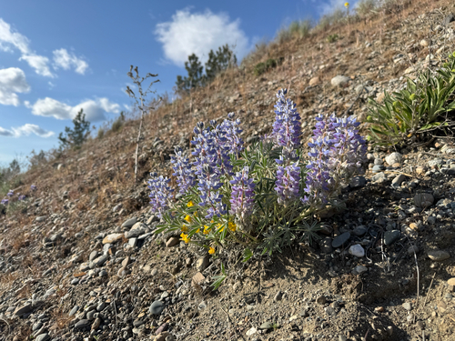 Lupinus lepidus (Dwarf Lupine) (alternate view 2)