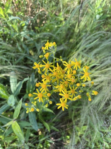 Packera anonyma (Small's ragwort) (alternate view 4)