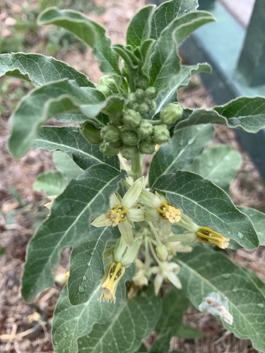 Asclepias oenotheroides (Zizotes milkweed) (alternate view 2)