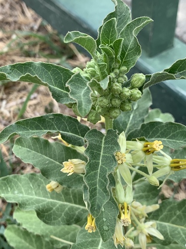Asclepias oenotheroides (Zizotes milkweed) (alternate view 4)