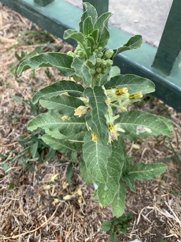 Asclepias oenotheroides (Zizotes milkweed) (alternate view 3)