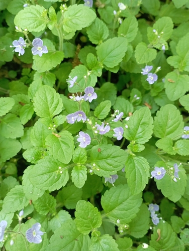 Veronica montana (Wood Speedwell)