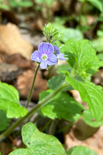 Veronica montana (Wood Speedwell)