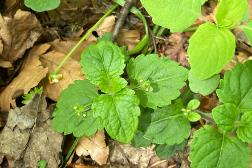 Veronica montana (Wood Speedwell)