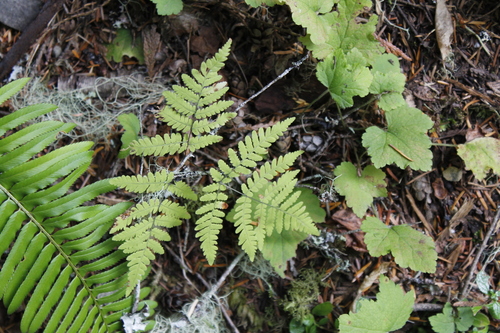 Gymnocarpium disjunctum (oak fern)