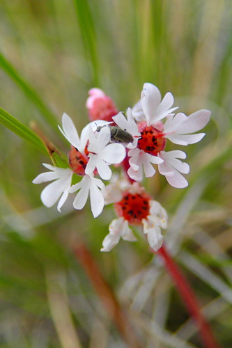 Lithophragma parviflorum (smallflower woodland star)