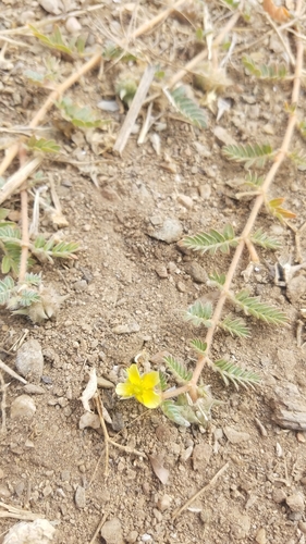 Tribulus terrestris (puncture vine)