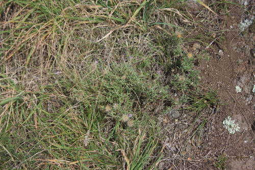 Vittadinia gracilis (Purple Fuzzweed) (alternate view 4)