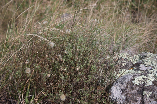 Vittadinia gracilis (Purple Fuzzweed) (alternate view 5)