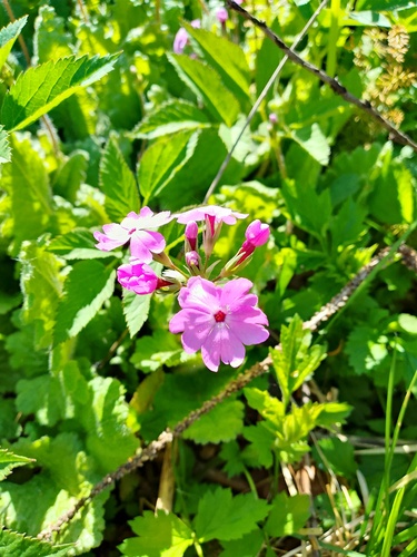 Primula sieboldii (sakura) (alternate view 3)