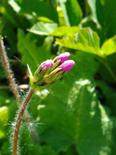 Primula sieboldii (sakura) (alternate view 4)