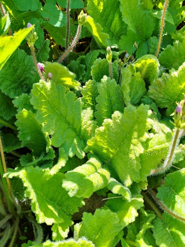 Primula sieboldii (sakura) (alternate view 5)