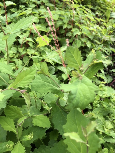 Boehmeria (false nettles and allies) (alternate view 9)