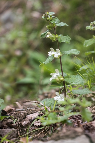 Melittis melissophyllum subsp. albida (alternate view 4)