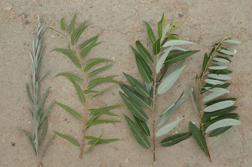 Salix exigua (Narrowleaf Willow)