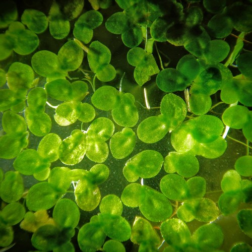 Lemna minor (Common Duckweed)