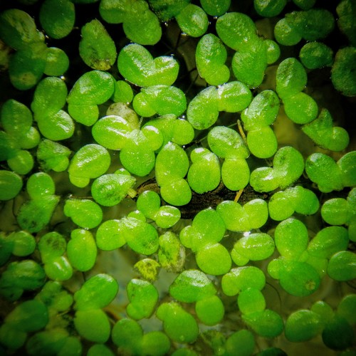 Lemna minor (Common Duckweed)