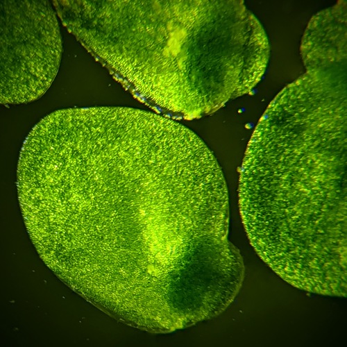 Lemna minor (Common Duckweed)