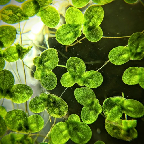 Lemna minor (Common Duckweed)