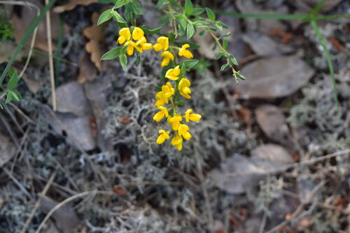 Genista pilosa (silkyleaf woadwaxen) (alternate view 3)