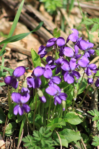 Viola hirta (Hairy Violet)