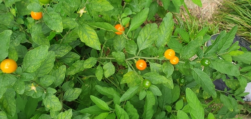 Solanum pseudocapsicum (Jerusalem cherry) (alternate view 3)