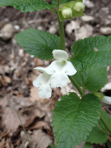 Melittis melissophyllum subsp. albida (alternate view 2)