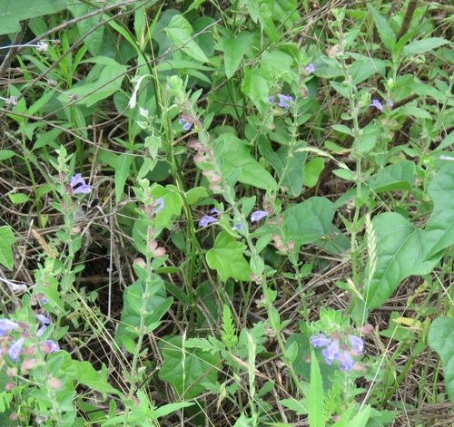 Scutellaria drummondii (Drummond's skullcap)
