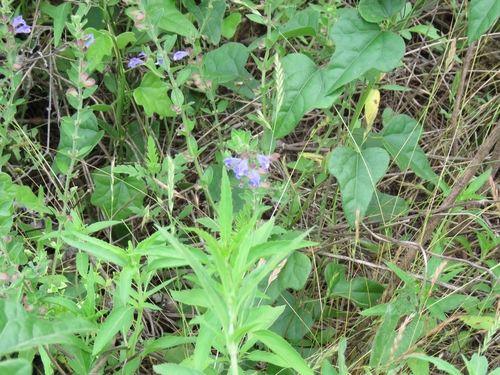 Scutellaria drummondii (Drummond's skullcap) (alternate view 2)