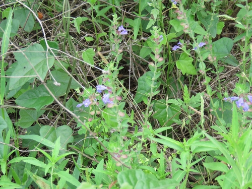 Scutellaria drummondii (Drummond's skullcap) (alternate view 3)