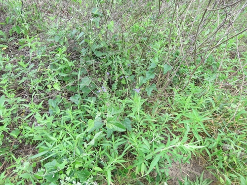 Scutellaria drummondii (Drummond's skullcap) (alternate view 4)