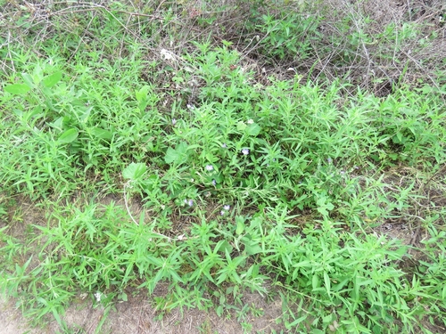Scutellaria drummondii (Drummond's skullcap) (alternate view 5)