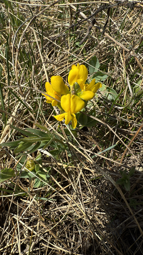 Thermopsis (Goldenbanners) (alternate view 5)