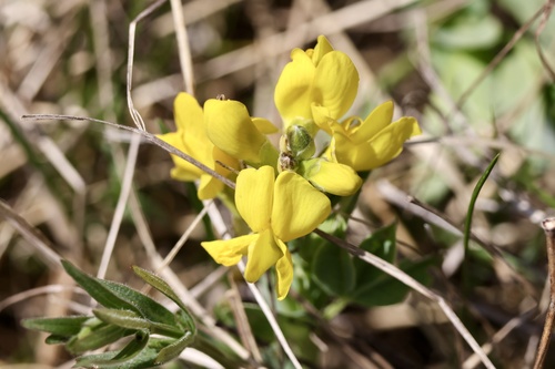 Thermopsis (Goldenbanners) (alternate view 4)