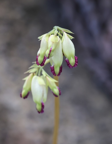 Dicentra formosa (Pacific bleeding heart) (alternate view 4)