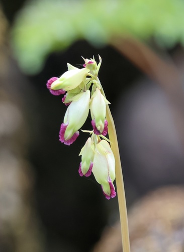 Dicentra formosa (Pacific bleeding heart) (alternate view 5)