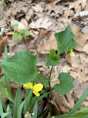 Viola eriocarpa (Smooth Yellow Violet)