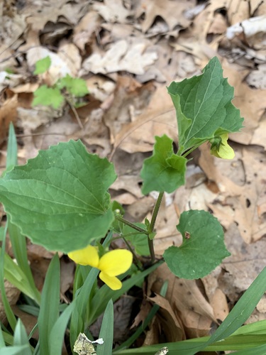 Viola eriocarpa (Smooth Yellow Violet)