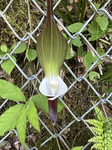 Arisaema sikokianum (Shikoku Cobra Lily) (alternate view 5)