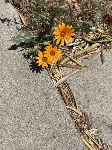 Dimorphotheca (Afro-Australian daisies)