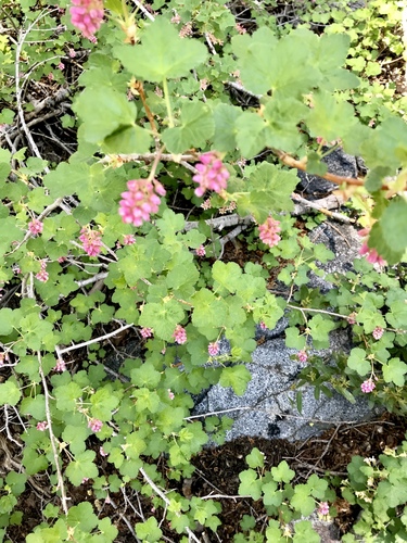 Ribes nevadense (mountain pink currant) (alternate view 3)