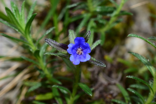 Glandora diffusa (lithodora) (alternate view 7)