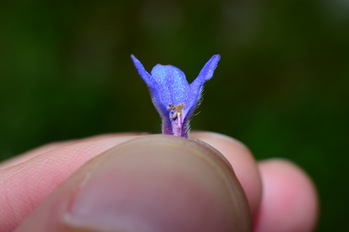 Glandora diffusa (lithodora) (alternate view 8)