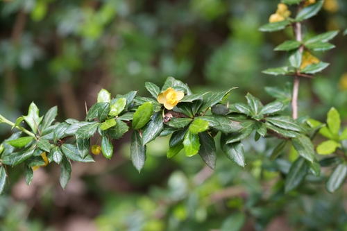 Berberis candidula (Paleleaf Barberry) (alternate view 5)
