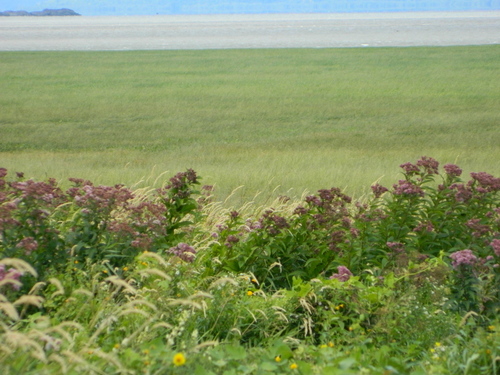 Eutrochium maculatum (Spotted Joe Pye Weed)