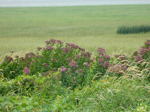 Eutrochium maculatum (Spotted Joe Pye Weed) (alternate view 2)