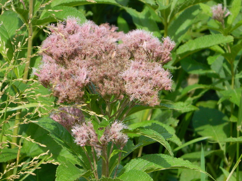 Eutrochium maculatum (Spotted Joe Pye Weed) (alternate view 4)