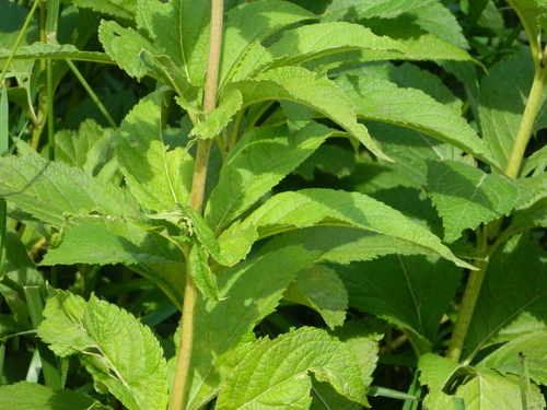 Eutrochium maculatum (Spotted Joe Pye Weed) (alternate view 5)